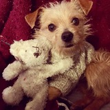 Entry image for Chester