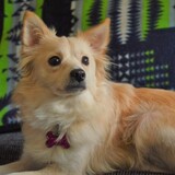 Entry image for Bella