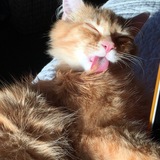 Entry image for Soda