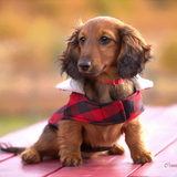 Entry image for Vesta