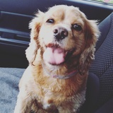 Entry image for Aria