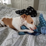 Entry image for Dexter