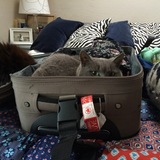 Entry image for Lily