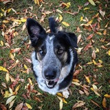 Entry image for Rodger