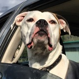 Entry image for Zeus