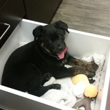 Entry image for Piper