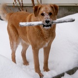 Entry image for TIMBER