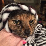 Entry image for Marty