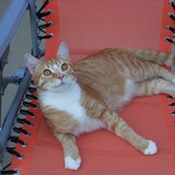 Entry image for Robbie