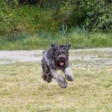 Entry image for Mookie