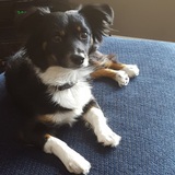 Entry image for Joey