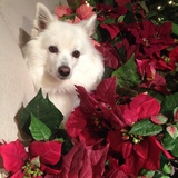 Entry image for Tyka Nicholson