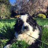 Entry image for Samu