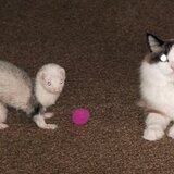 Entry image for Shale(cat) Thomas(ferret)