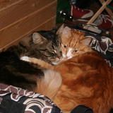 Entry image for Edward and Geordie