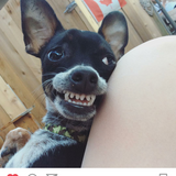 Entry image for Arrlo