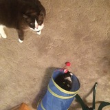 Entry image for Sparkie & Nina is in the cat tunnel