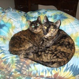 Entry image for Donut & Snaggler