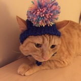 Entry image for Cheeto