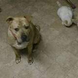 Entry image for Babe, Peaches, Sydney and Tianna 