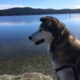 Entry image for Fiddle