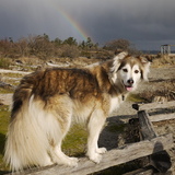 Entry image for LULU