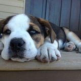 Entry image for Bella