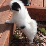 Entry image for Diamond