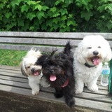 Entry image for Charlie,Zack and Stewie