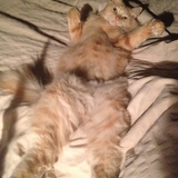 Entry image for King Henry