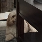 Entry image for Maggie