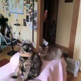 Entry image for Holly and Tink