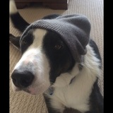 Entry image for Charlie