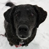 Entry image for Maggie