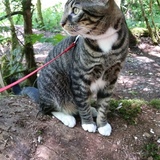 Entry image for Paco