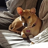 Entry image for Vixen 