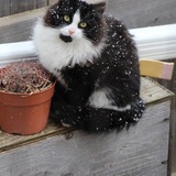 Entry image for Jango