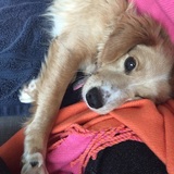 Entry image for Daisy