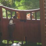 Entry image for Stella Meets Dexter at the Gate !