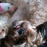 Entry image for Tinkerbell