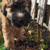 Entry image for Finnegan 