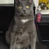 Entry image for Jasper