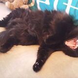 Entry image for Digger