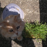 Entry image for Mini Wheat