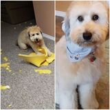 Entry image for Mickey