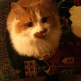 Entry image for TOM at Christmas