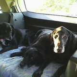 Entry image for Gaelic Cusson, Buddy Torrie-Green and Chester Wallace (left to right)