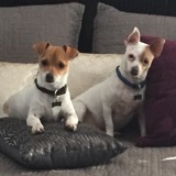 Entry image for Finn and Frankie