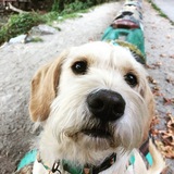 Entry image for Dusty