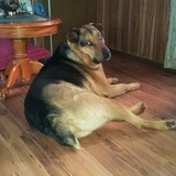 Entry image for Harley